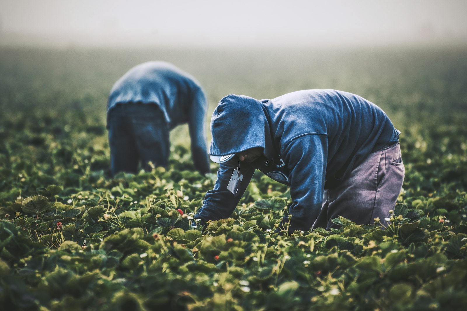 Trabajador agrícola cosechando en el campo
